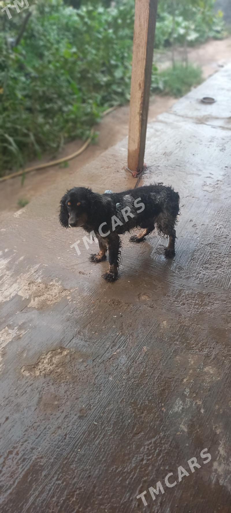 Arassa  rus  spaniel - Дашогуз - img 2