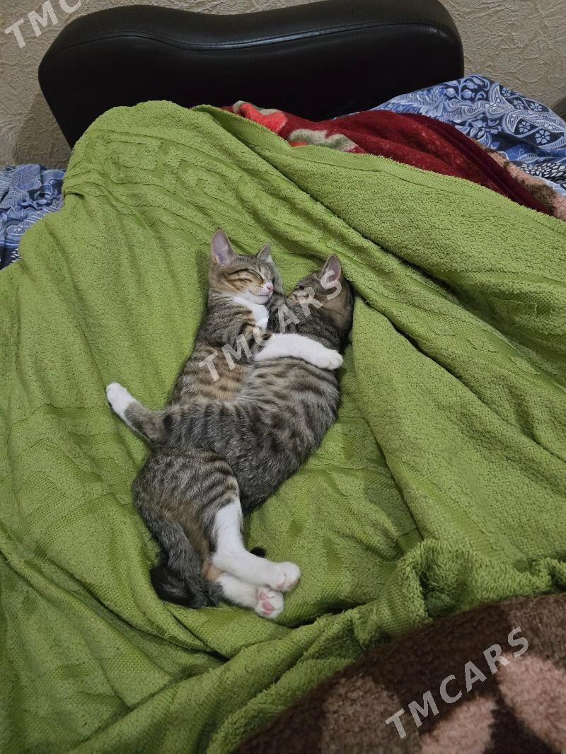 котята девочки - Türkmenbaşy - img 2