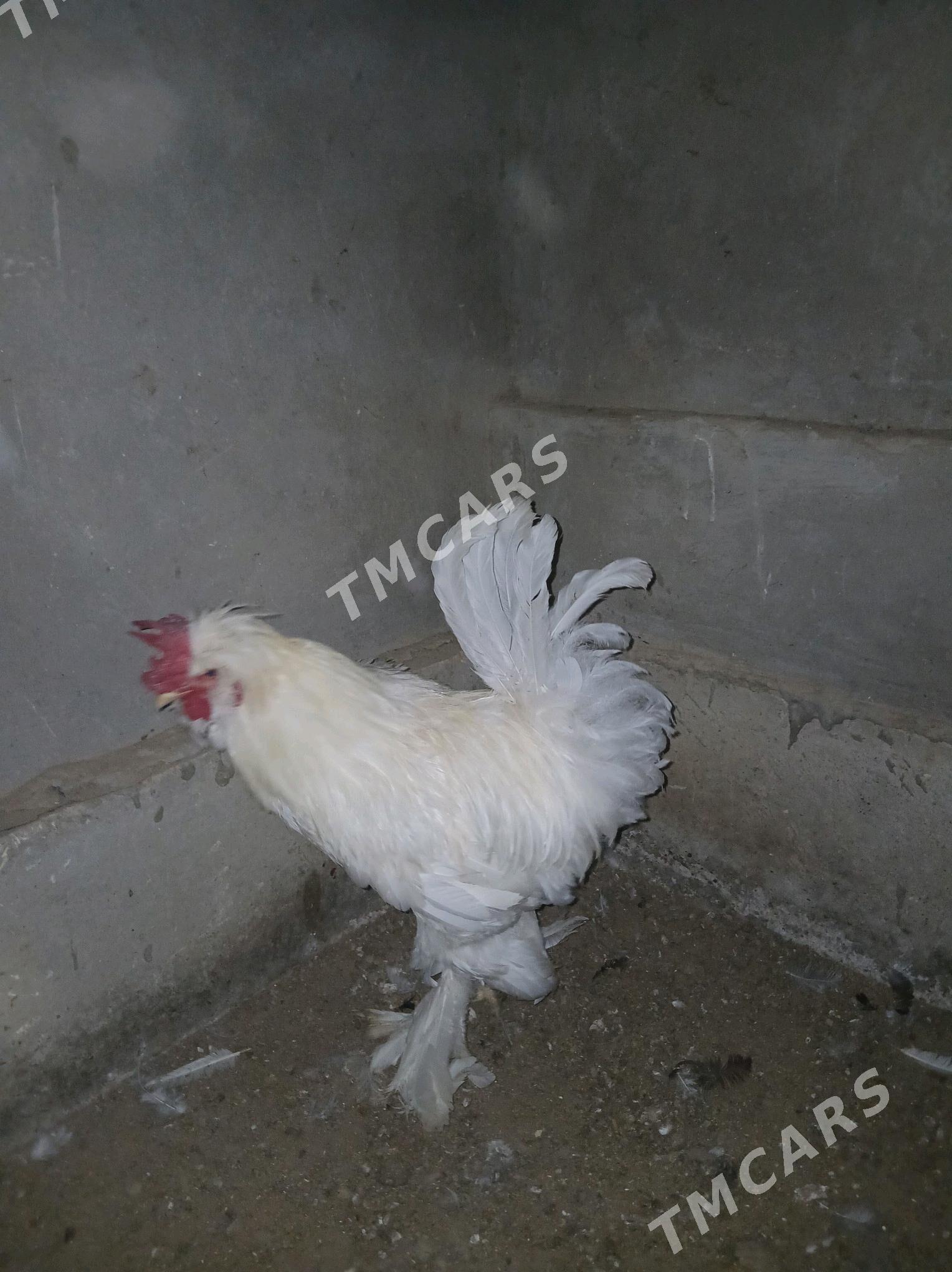 Horaz - Wekilbazar - img 2