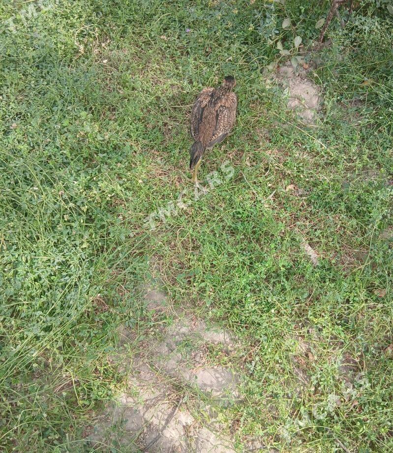 Baýsy juje - Sakar - img 2