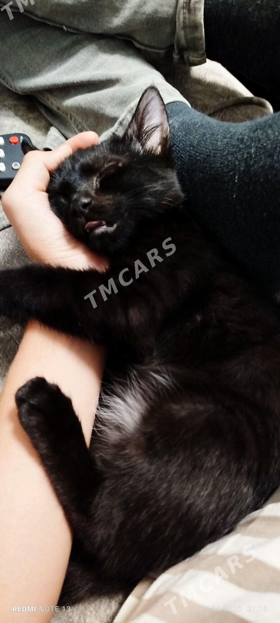 котик в добрые руки - Çärjew - img 2