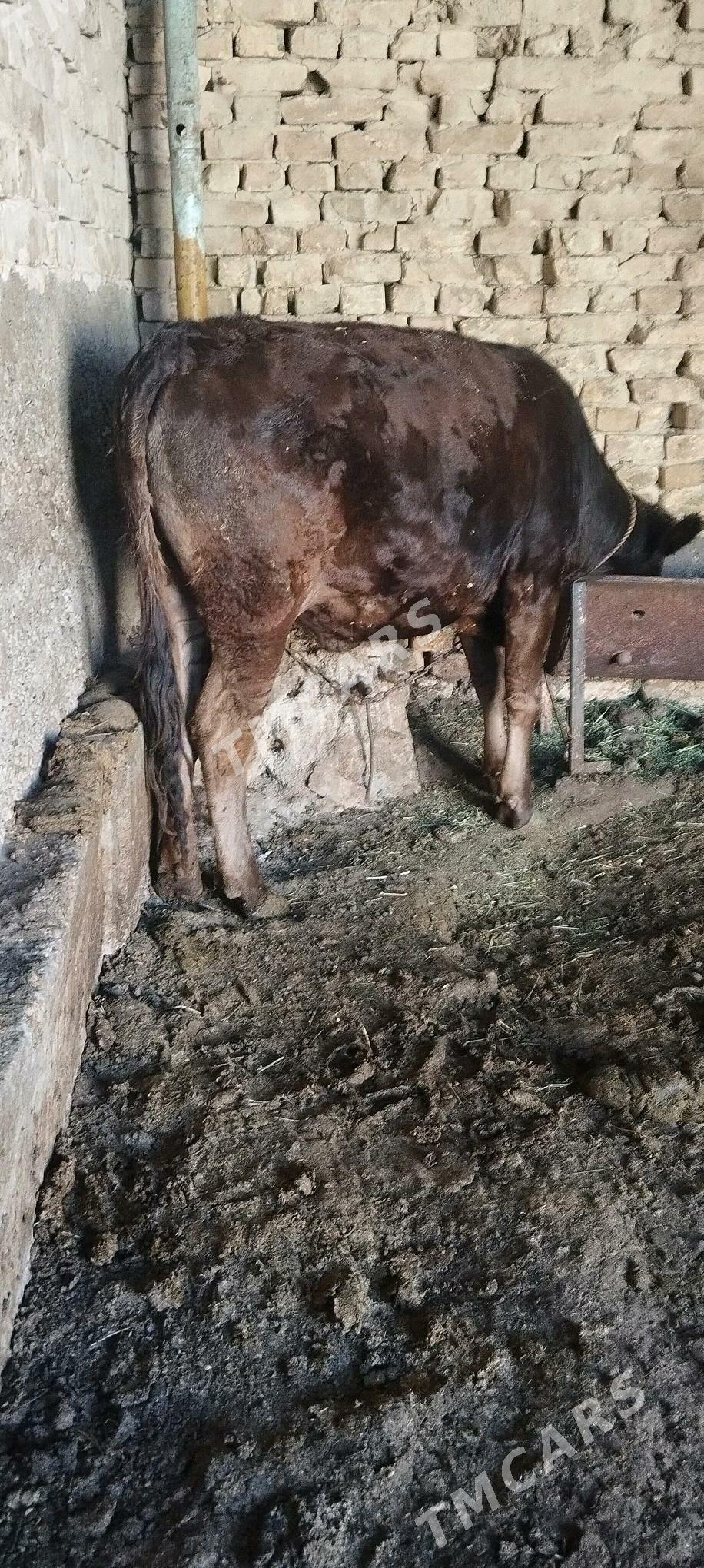 tuve 170 kl - Ашхабад - img 3