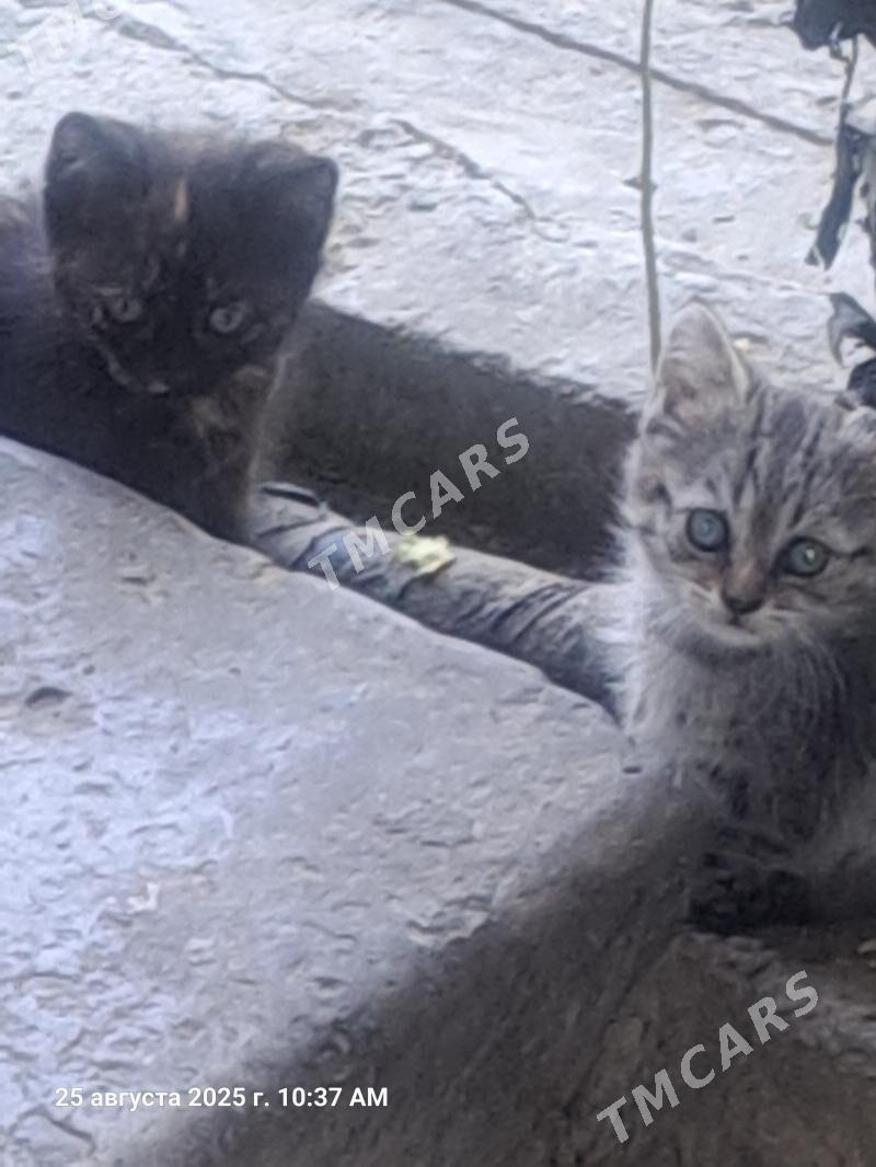 котята в добрые руки - Aşgabat - img 2