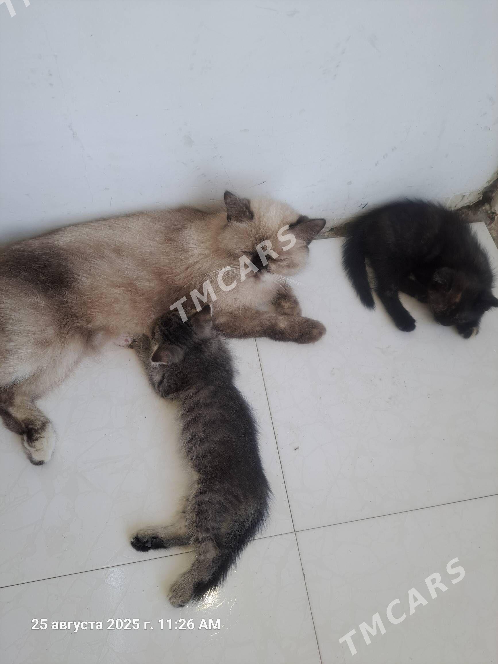 котята в добрые руки - Aşgabat - img 3