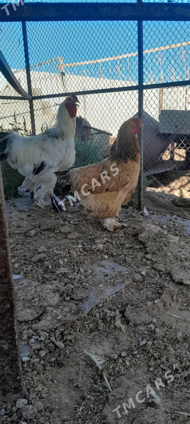 BRAMA HORAZ 1 MÄKI - Gökdepe - img 2