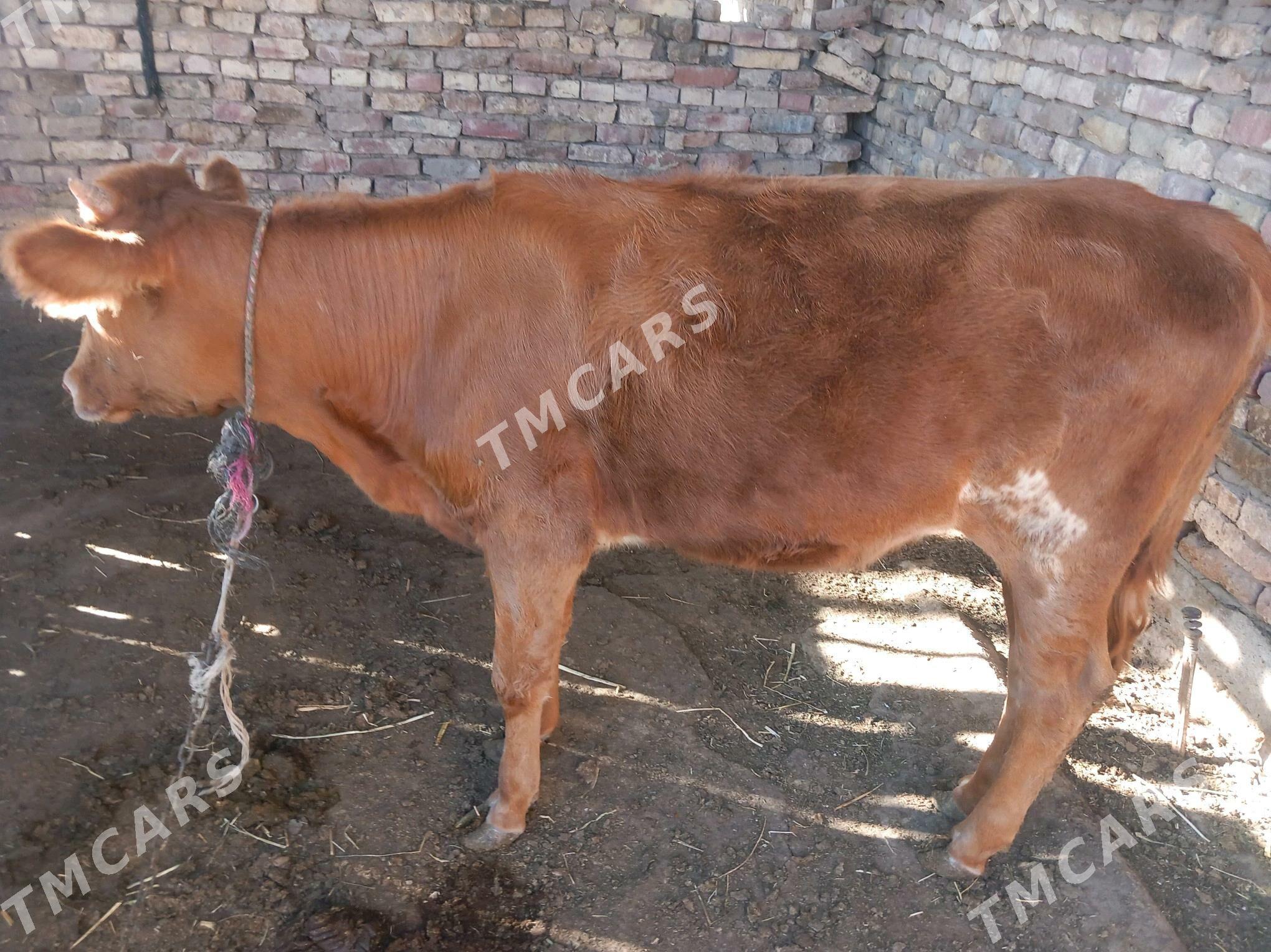 Tuwe - Теджен - img 2