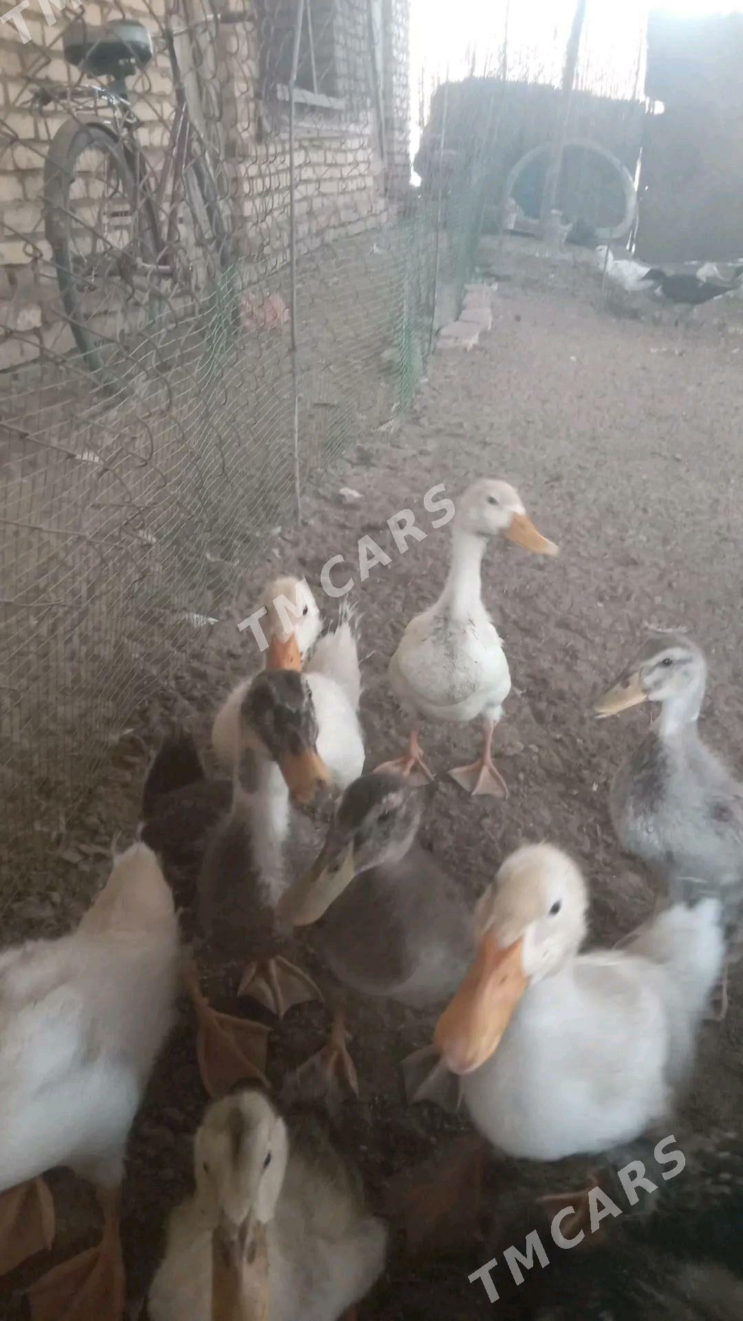 Gak gak ordek juje - Сакарчага - img 5