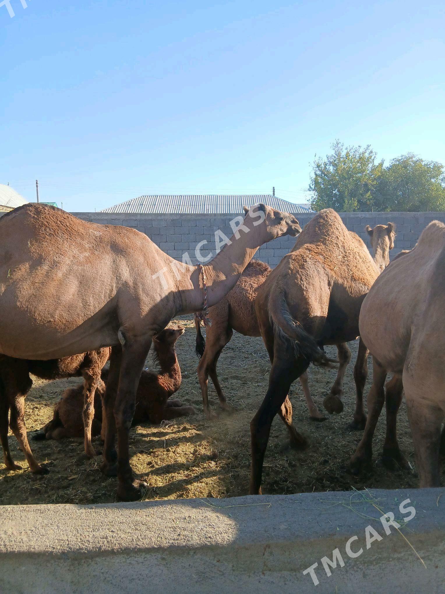 owşuk. - Gökdepe - img 3