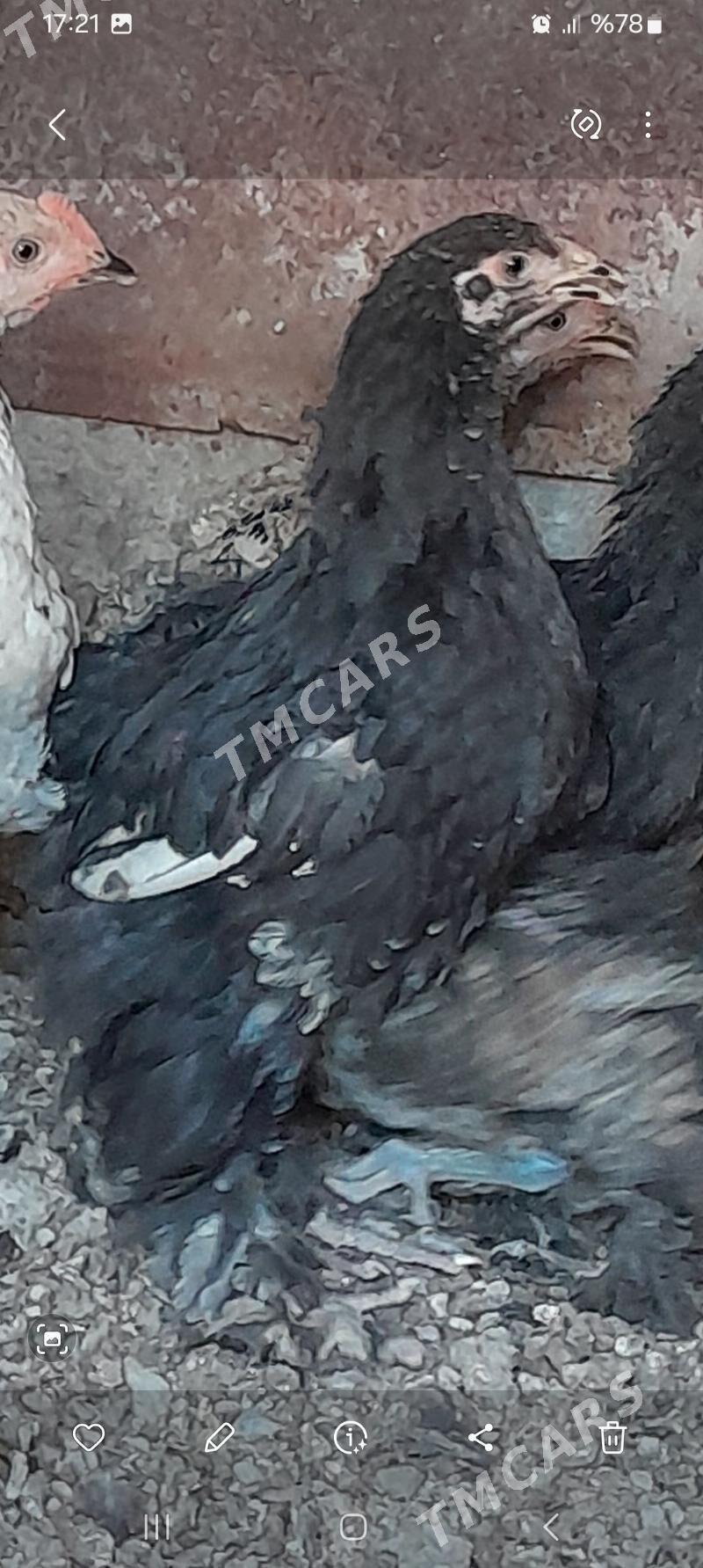 Brama mra  juje maki - Aşgabat - img 2