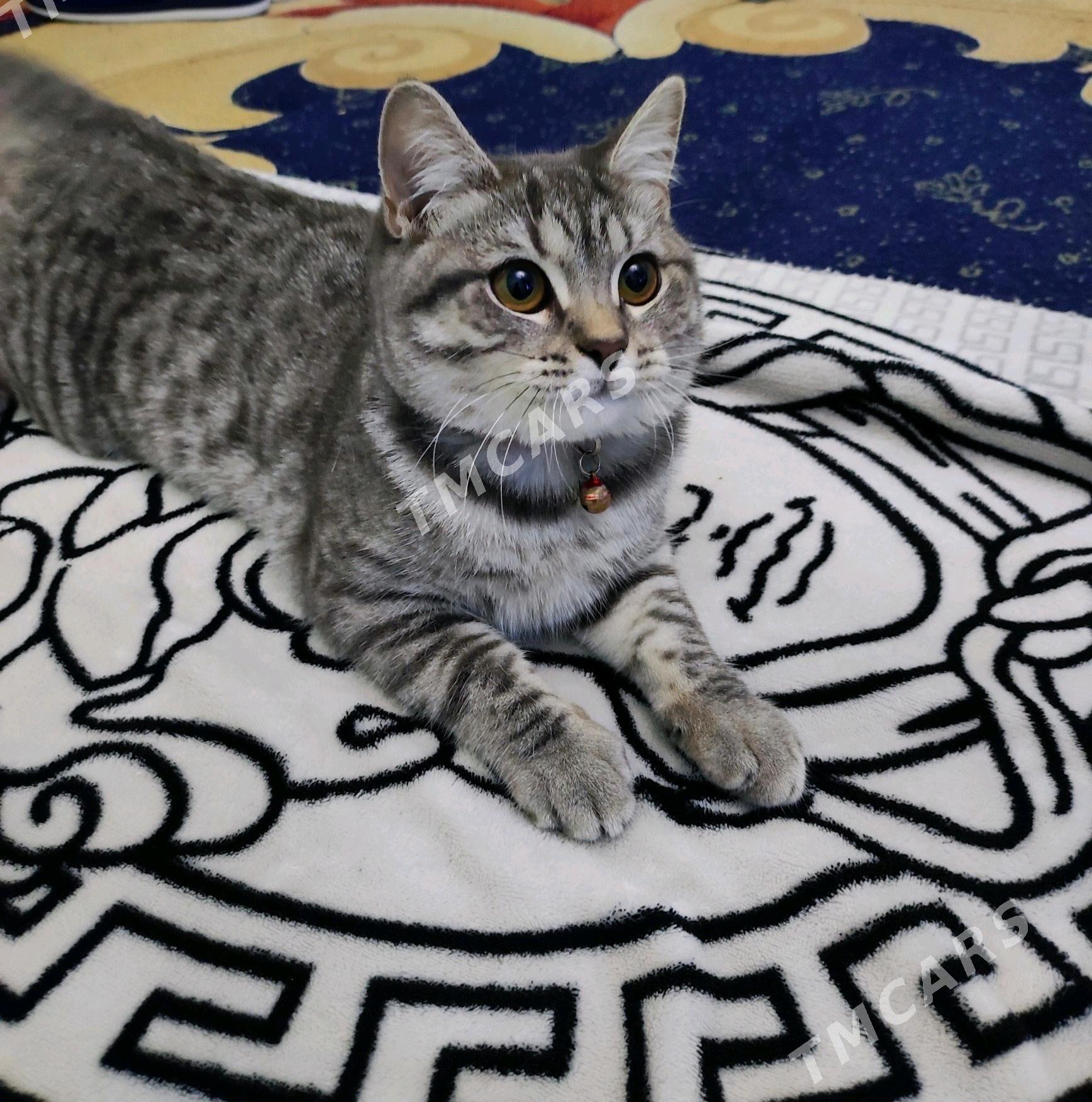 котёнок британец - Ашхабад - img 4