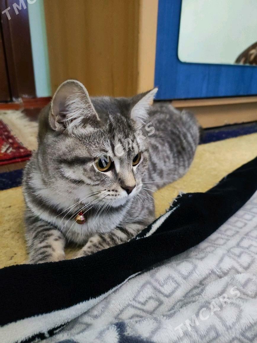 котёнок британец - Ашхабад - img 2
