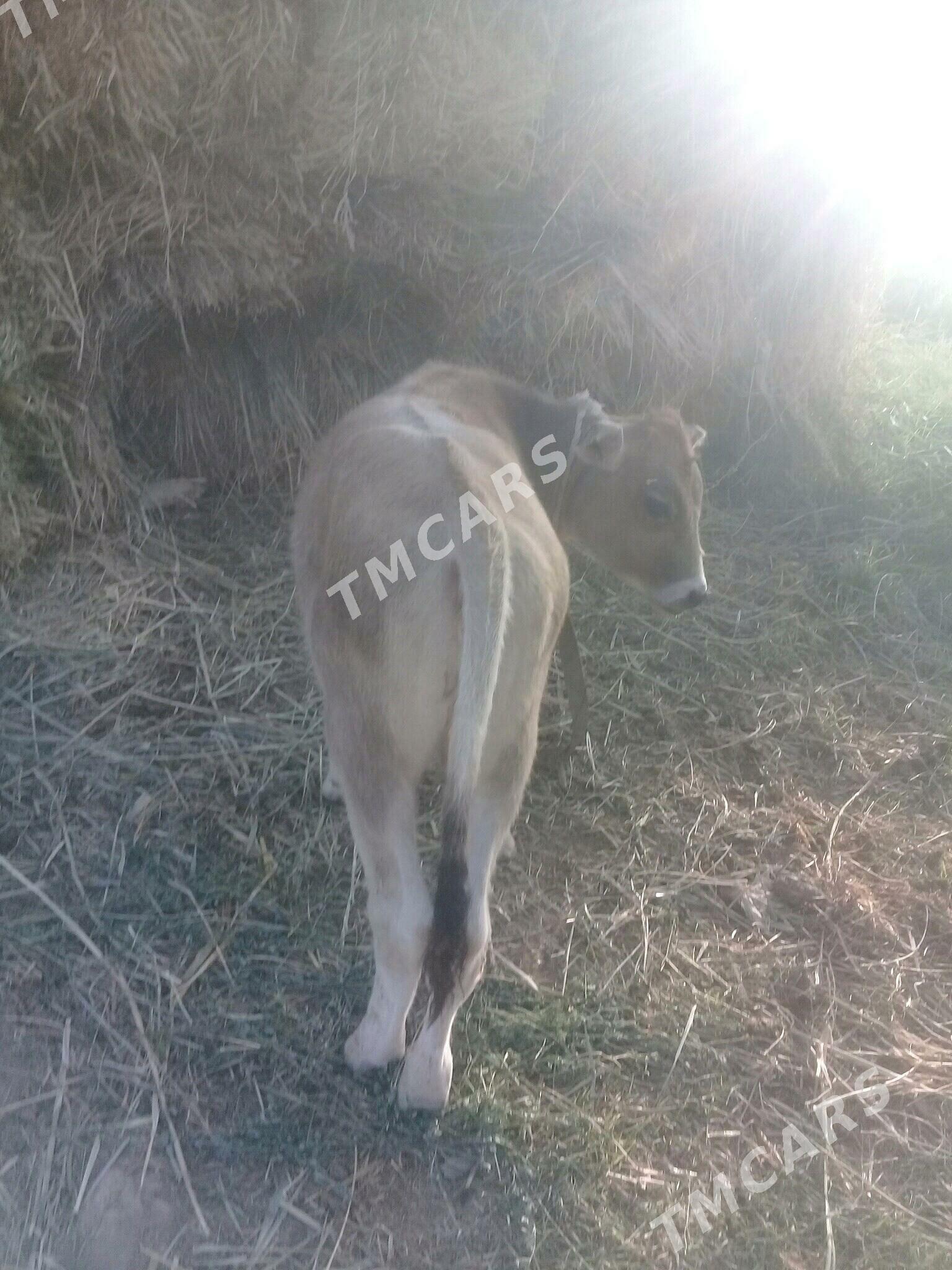 tuwe - Babadaýhan - img 2