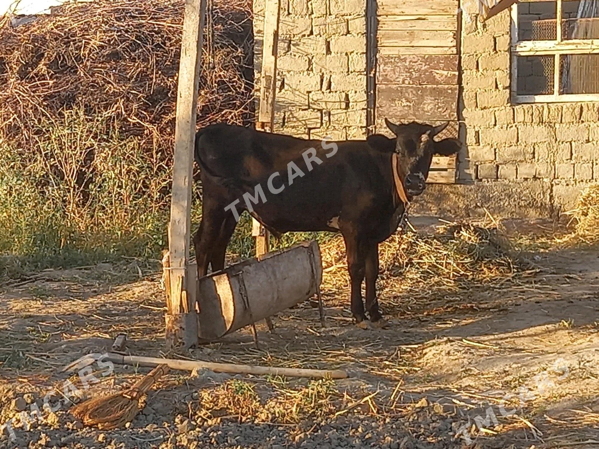 öküz - Бахарден - img 3