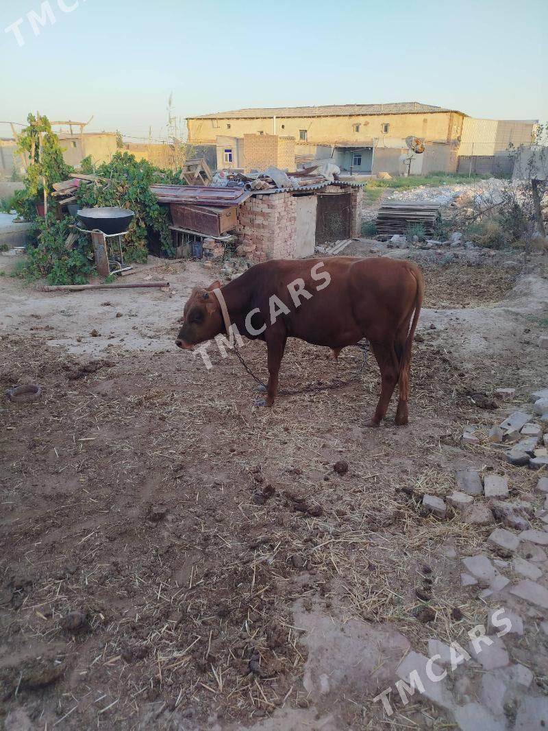 iki okuz bir gulajyn - Векильбазар - img 2
