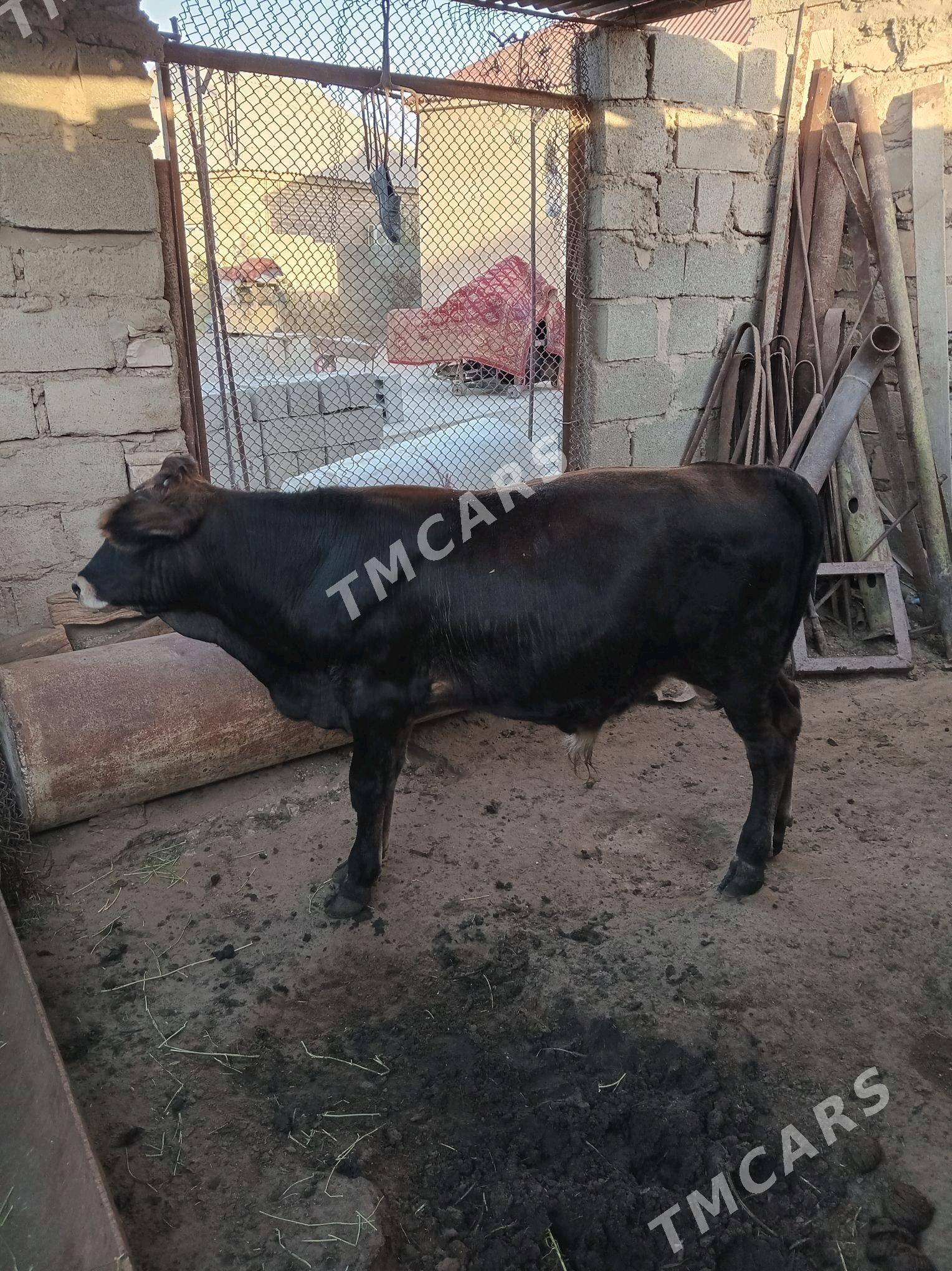 1öküz 1tüwe - Гумдаг - img 4