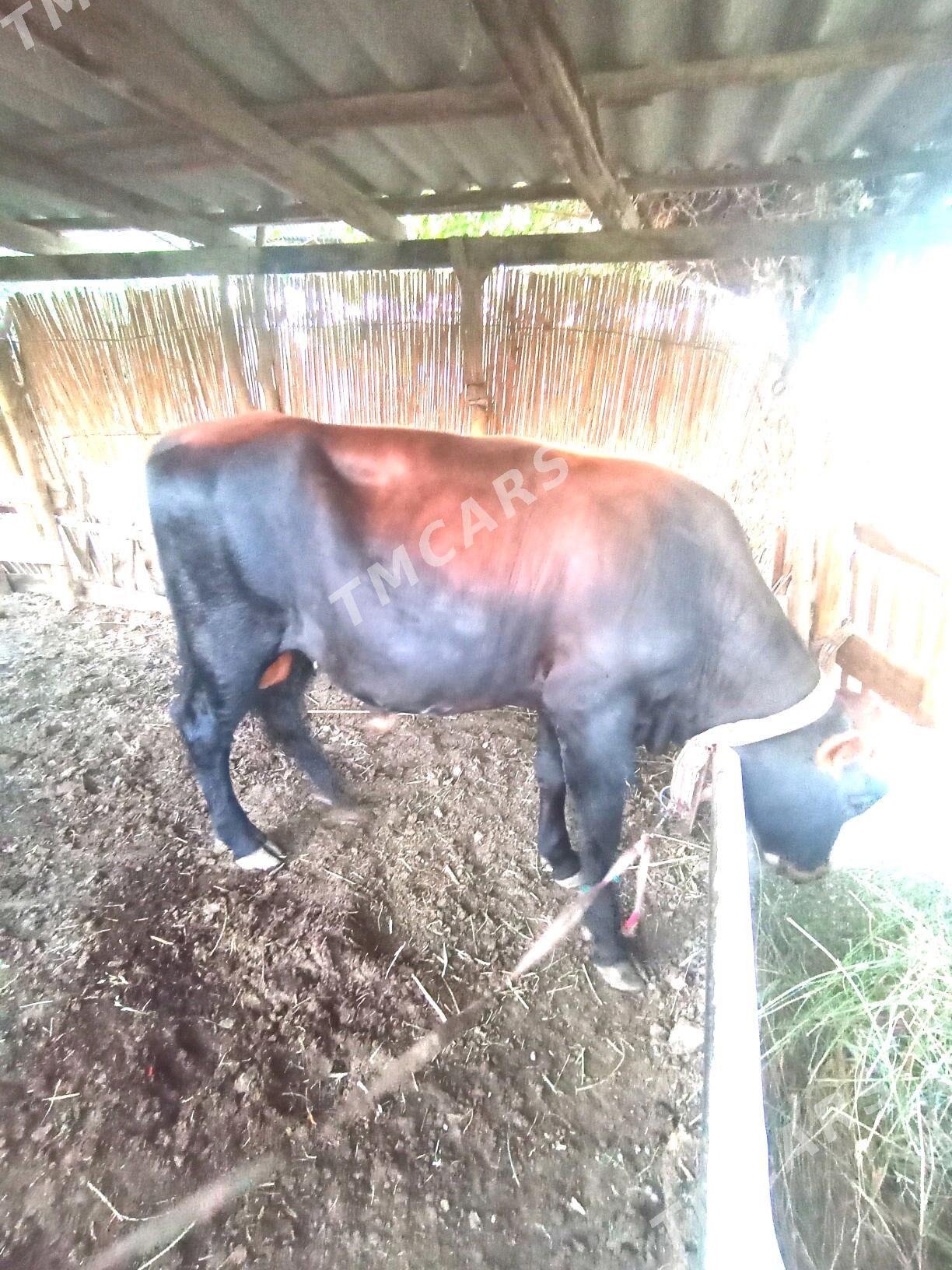 Okuzce - Mary - img 3
