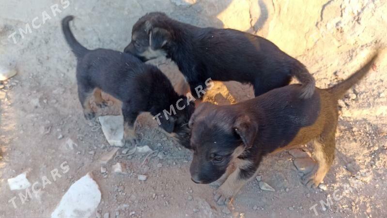 Awçarka - Balkanabat - img 2
