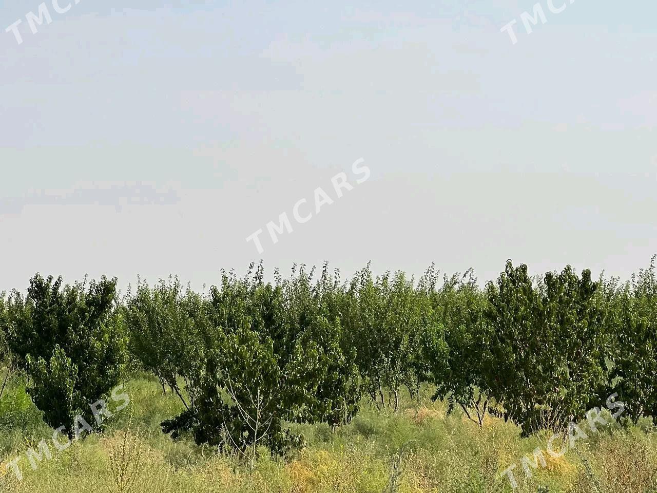 Satlyk yer - Aşgabat - img 7