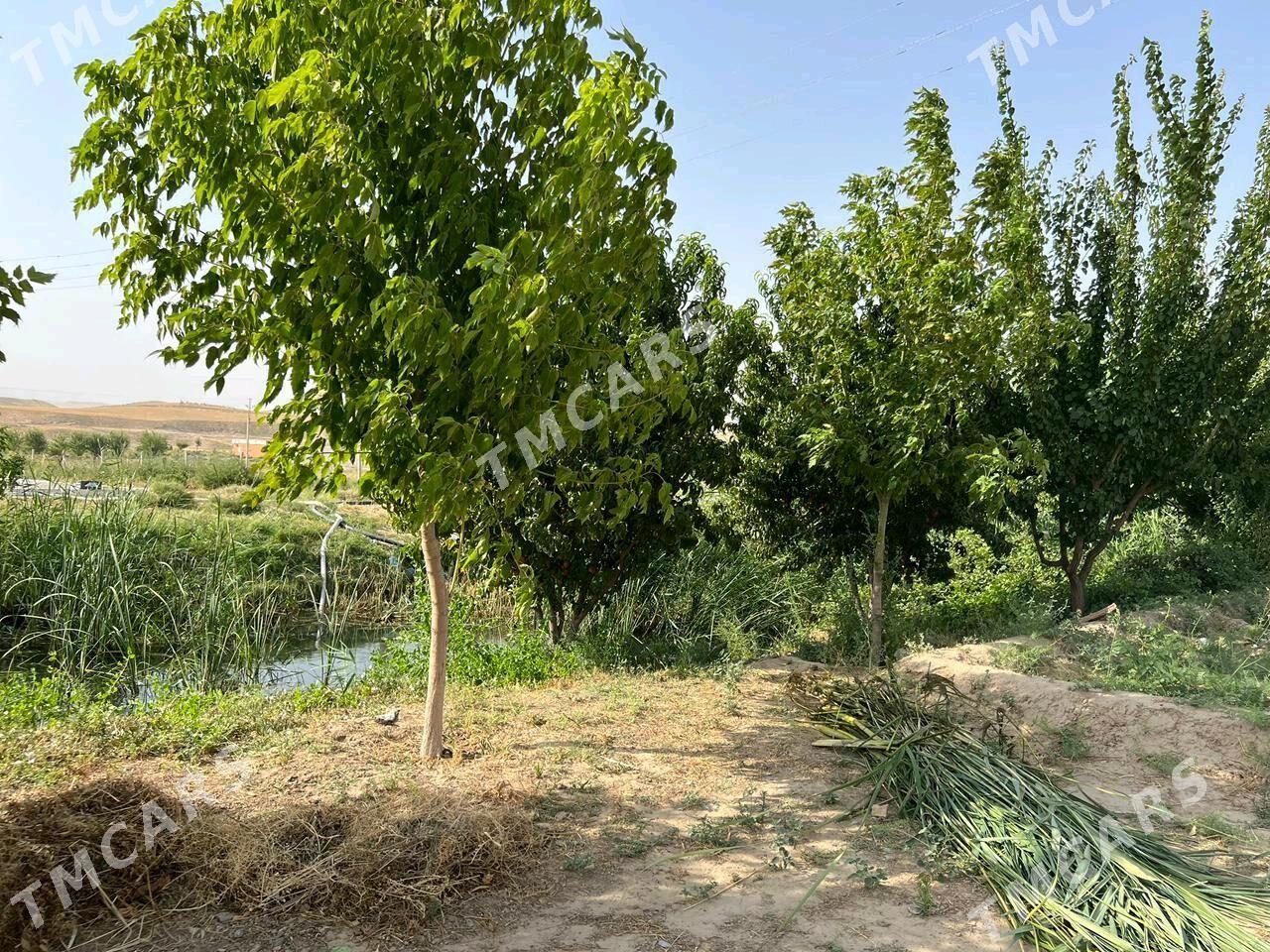 Satlyk yer - Aşgabat - img 4