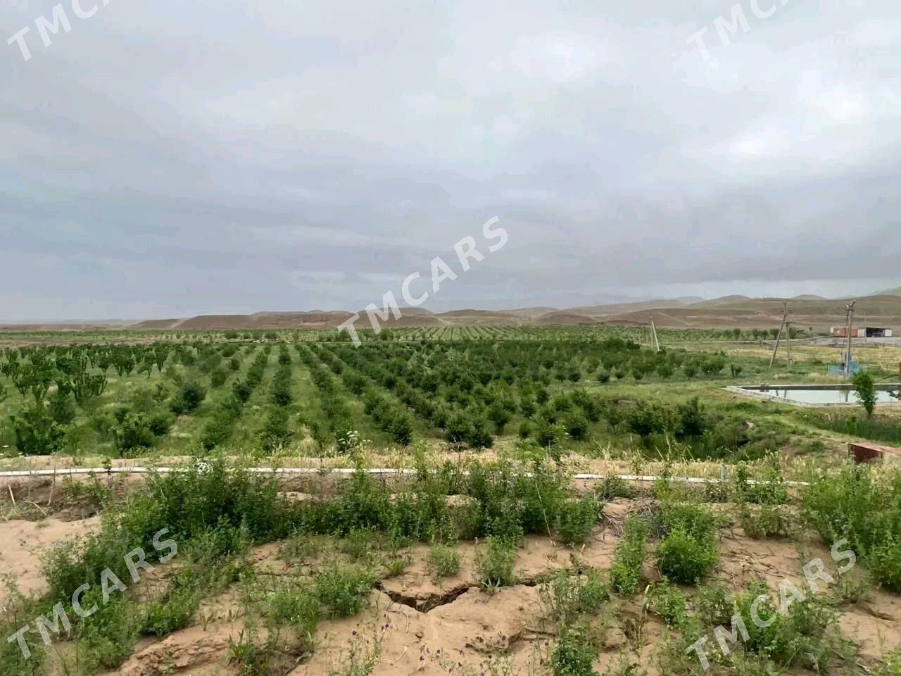 Satlyk yer - Aşgabat - img 6