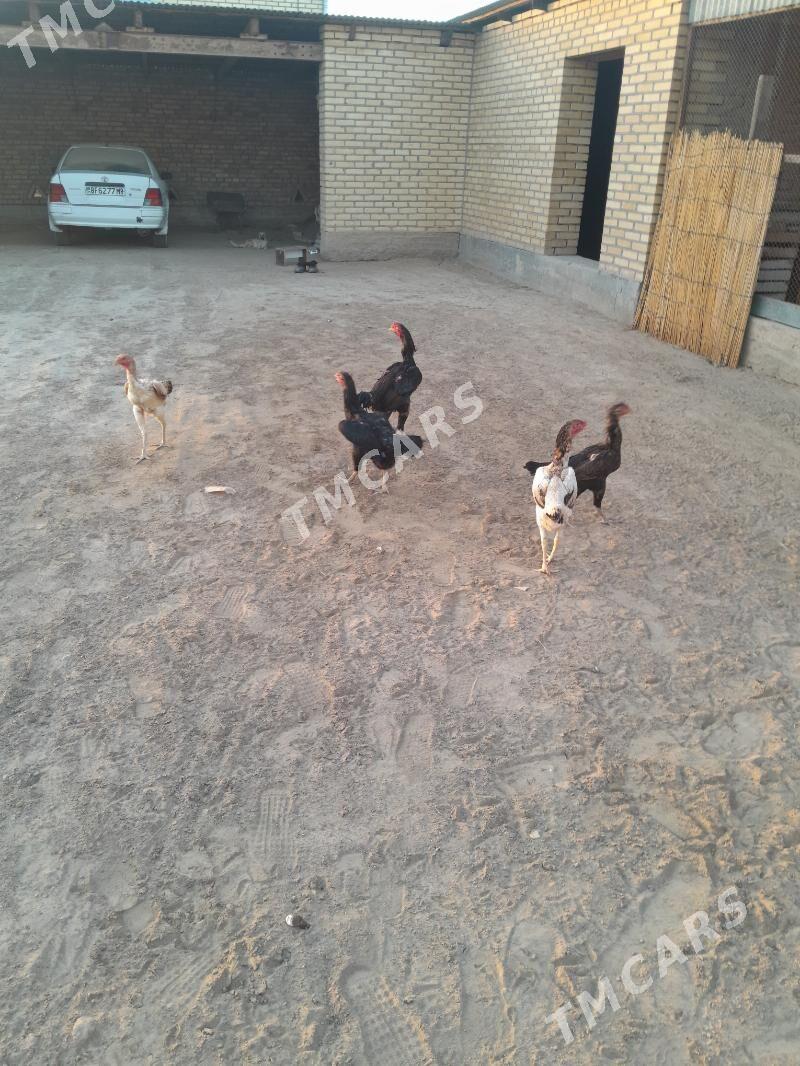 Paroda towuklar - Mary - img 2