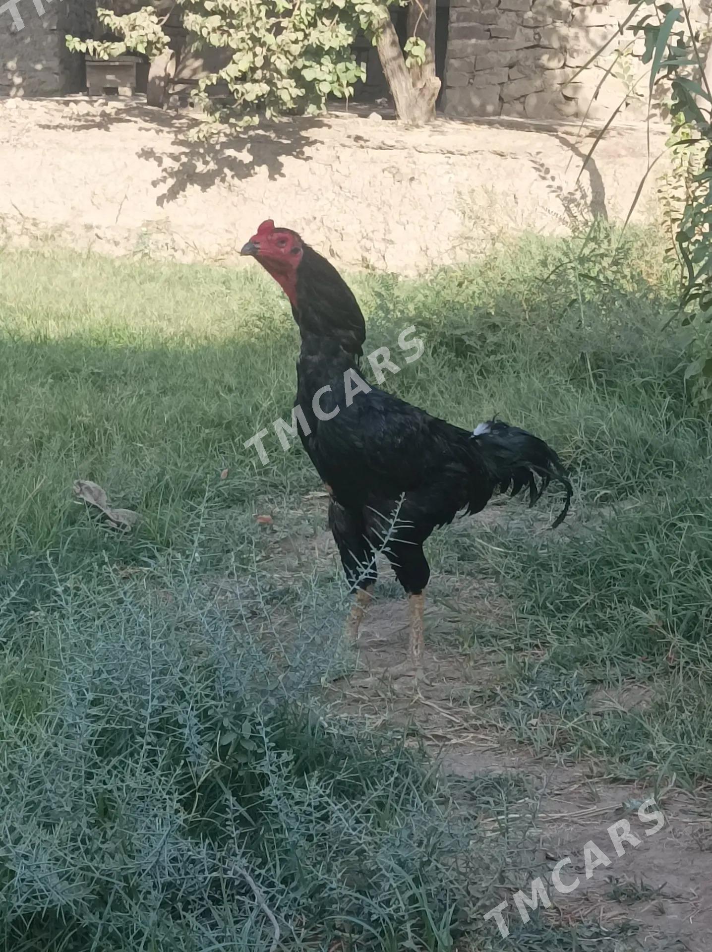 horaz - Köýtendag - img 3