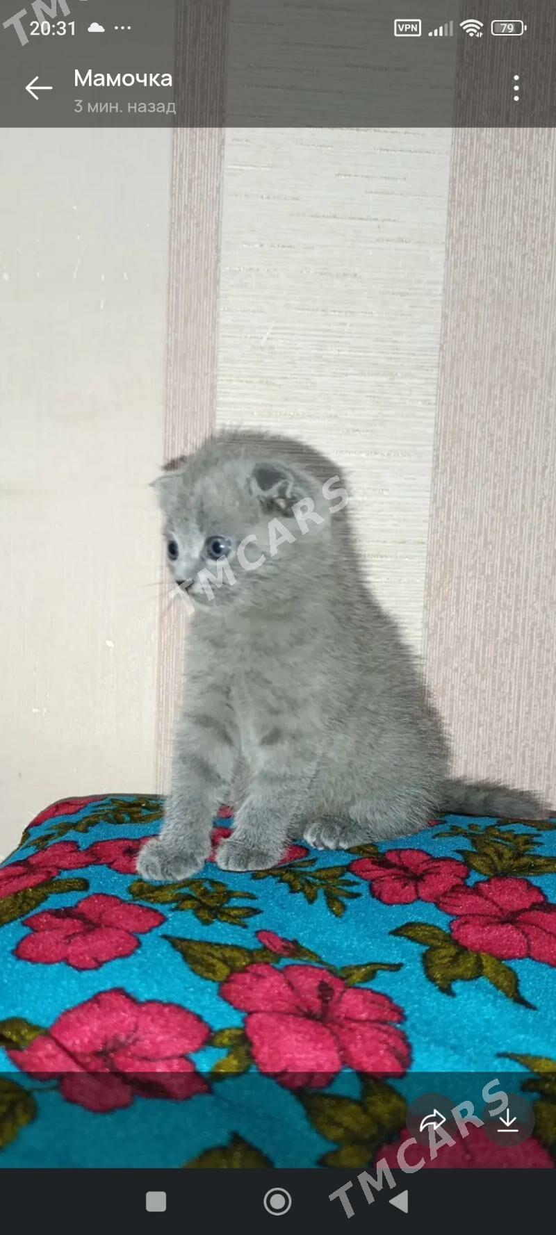 чистокровные британские котята - Türkmenabat - img 2