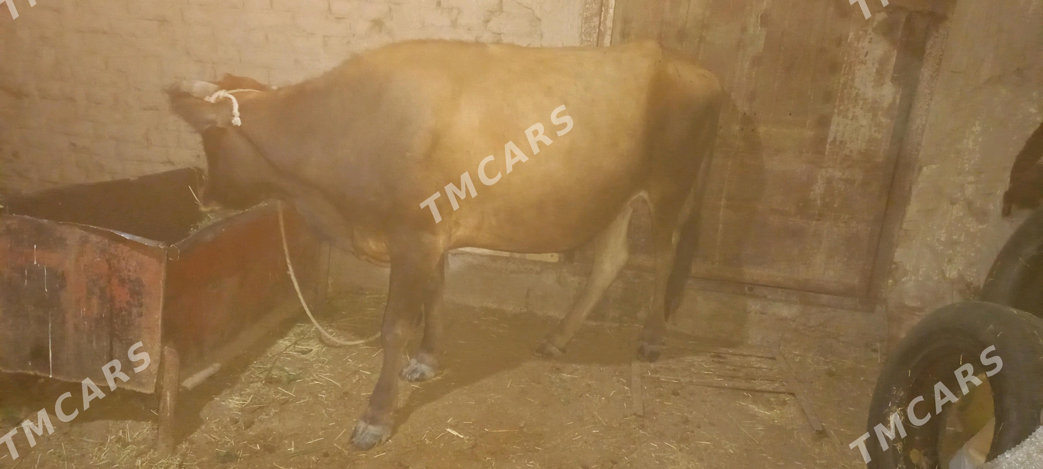 agyr bogaz siwes - Мары - img 3