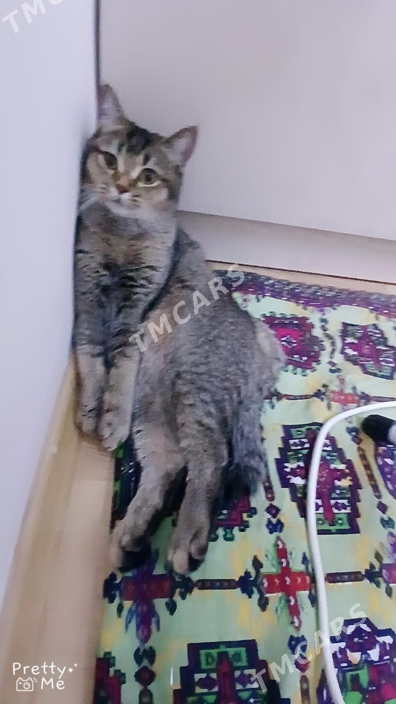 PIŞIK - Мир 4 - img 2