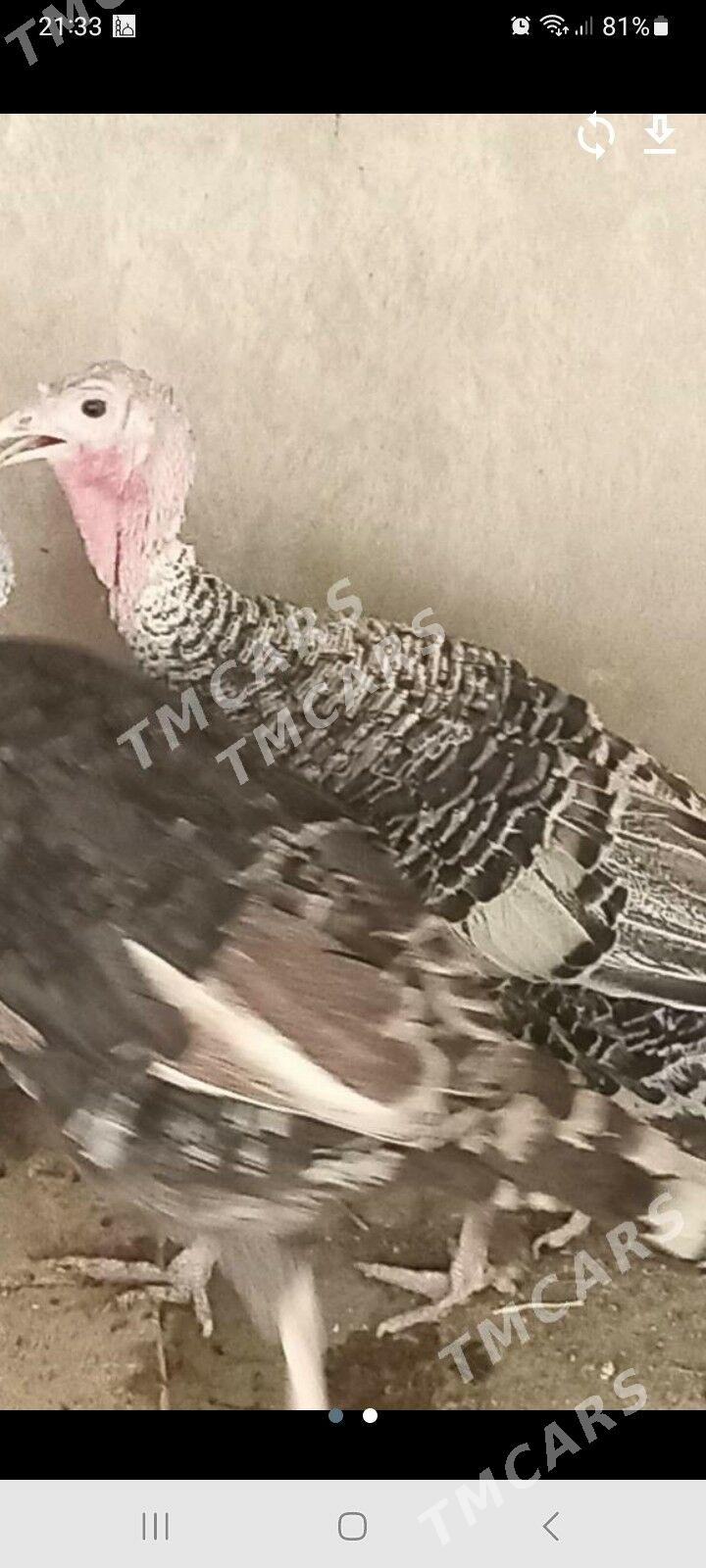 indyuklar - Çärjew - img 2