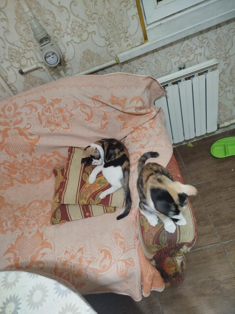 Девочки подружки - Ашхабад - img 2
