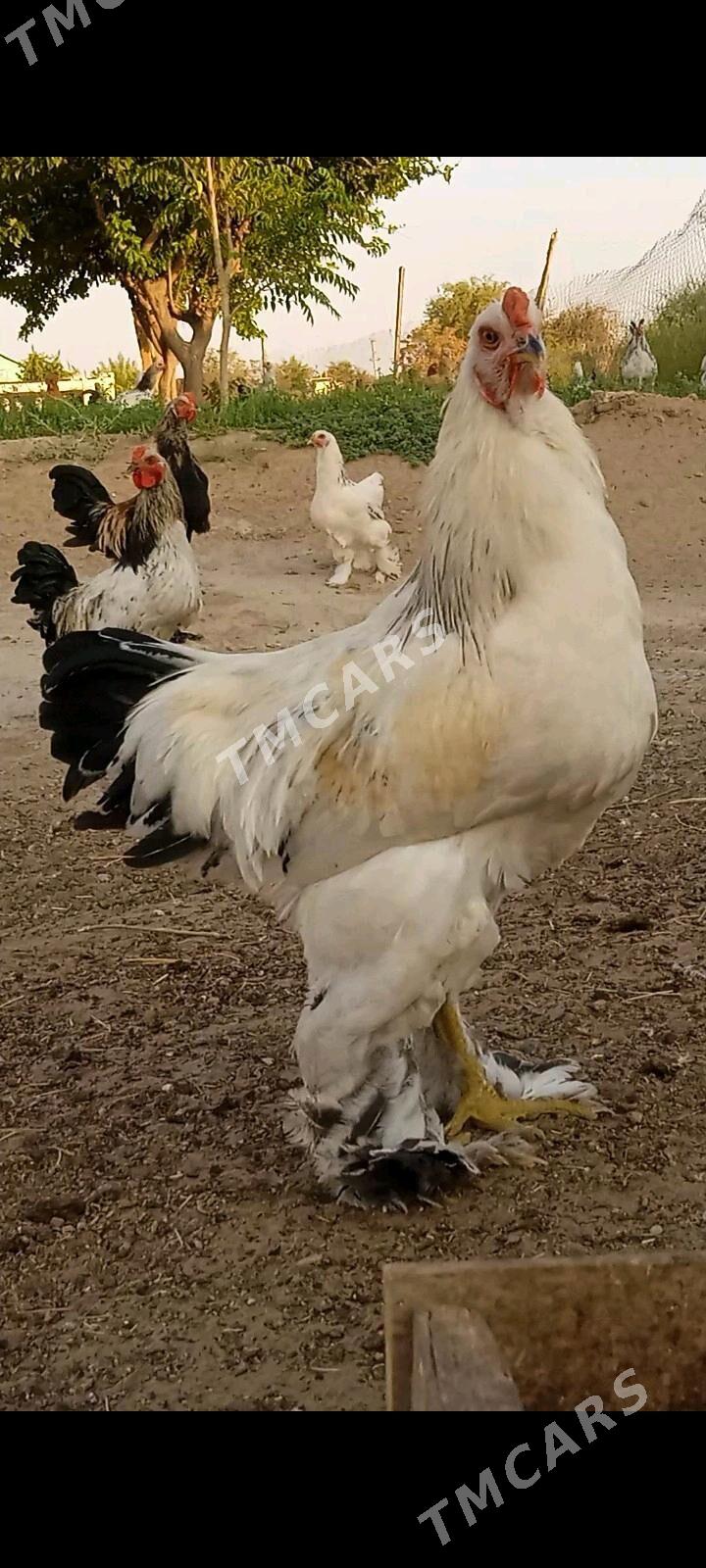 horaz - Бедев - img 3
