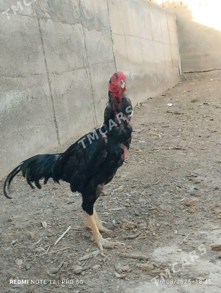 Paroda - Wekilbazar - img 2