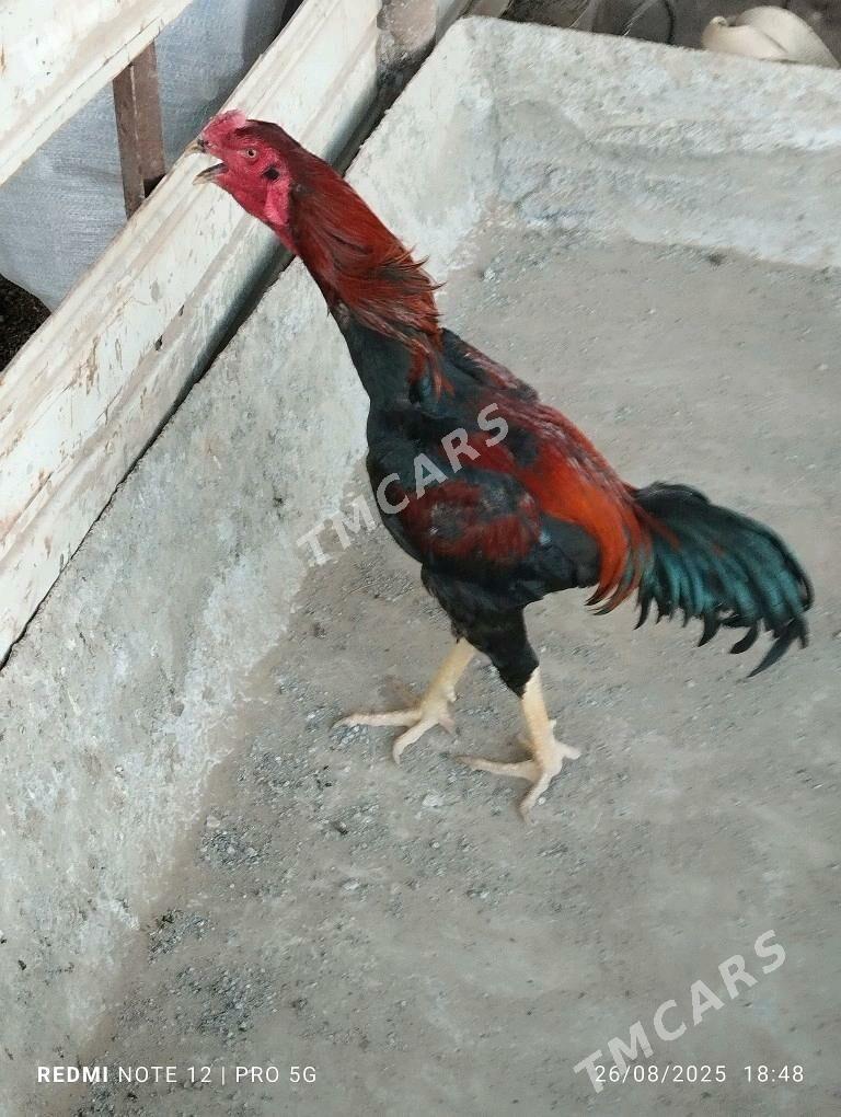 Paroda - Wekilbazar - img 3