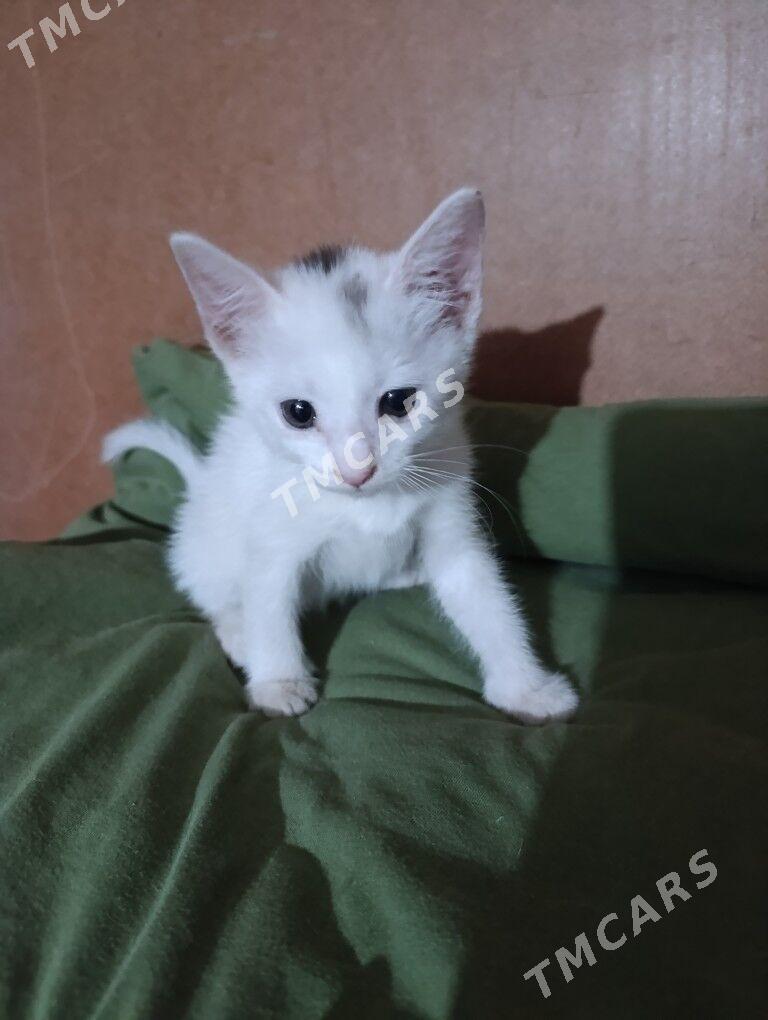 котята - Aşgabat - img 2