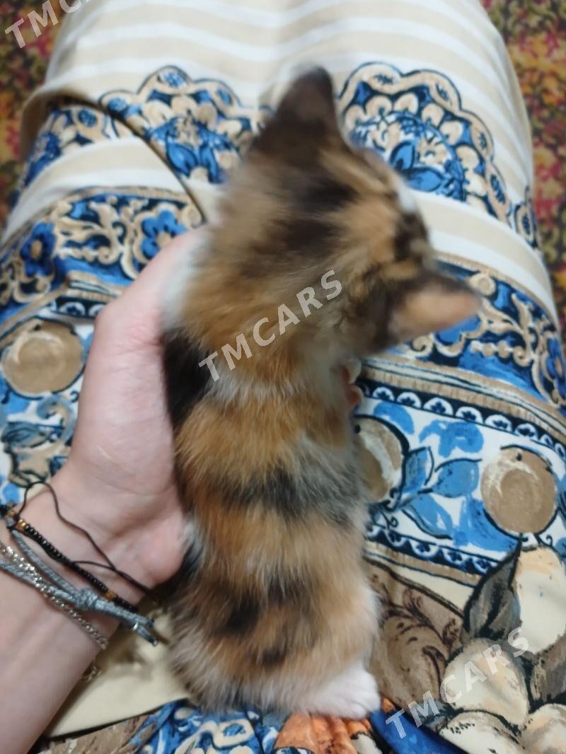 Котята в добрые руки!!! - Aşgabat - img 4