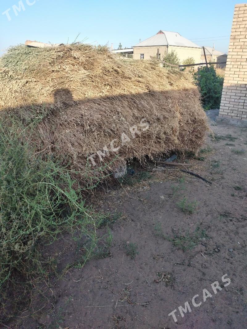 SATLYK ÝORUNJA - Mary - img 2