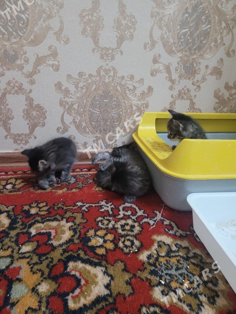 котята - Ашхабад - img 3