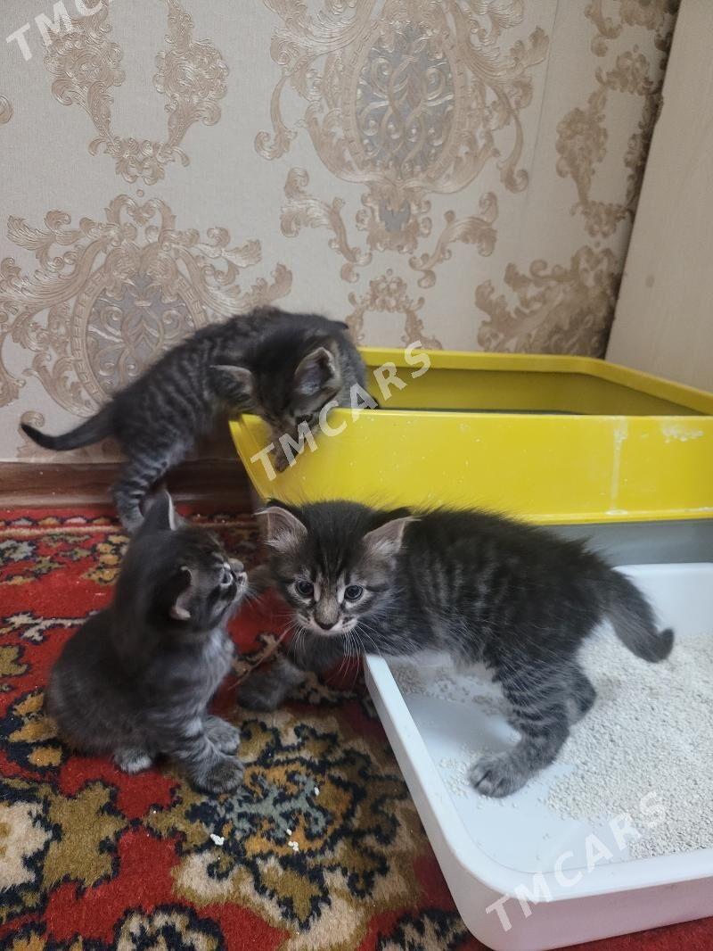 котята - Ашхабад - img 2