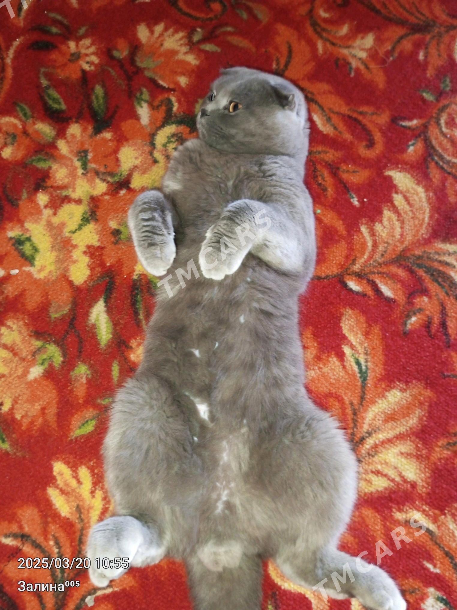 КОТ ДЛЯ Вязки - Türkmenabat - img 1