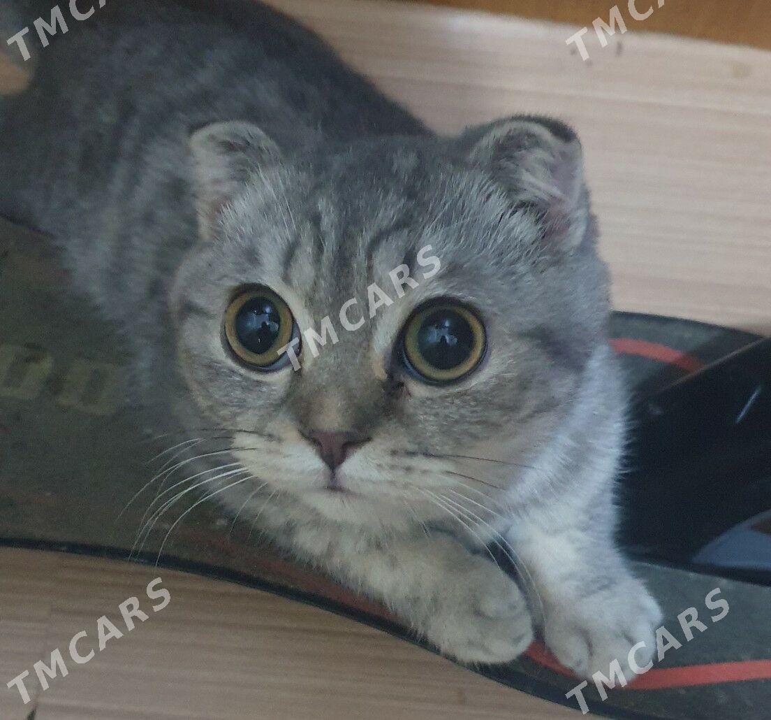 Шотландские котята - Ашхабад - img 3