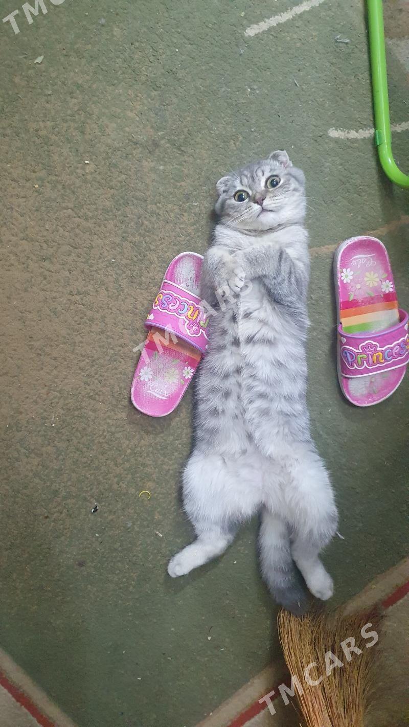 Шотландские котята - Ашхабад - img 4