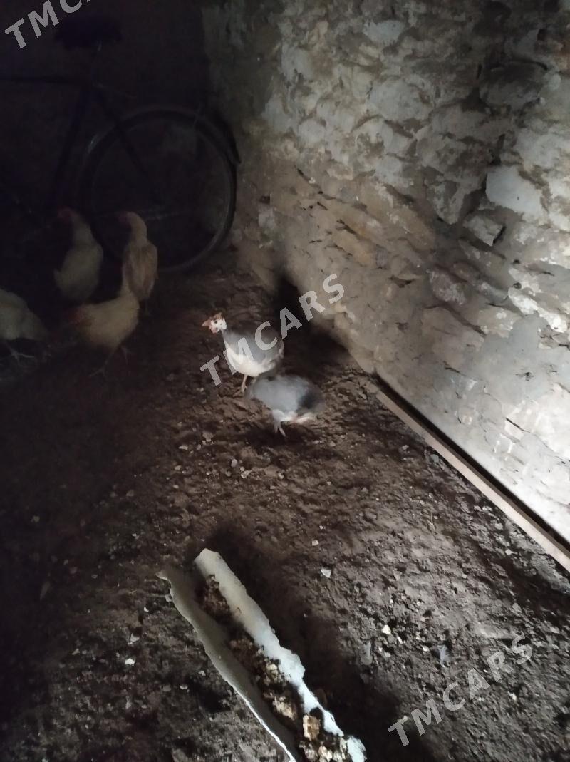 sizarka kakilik - Gyzylarbat - img 2