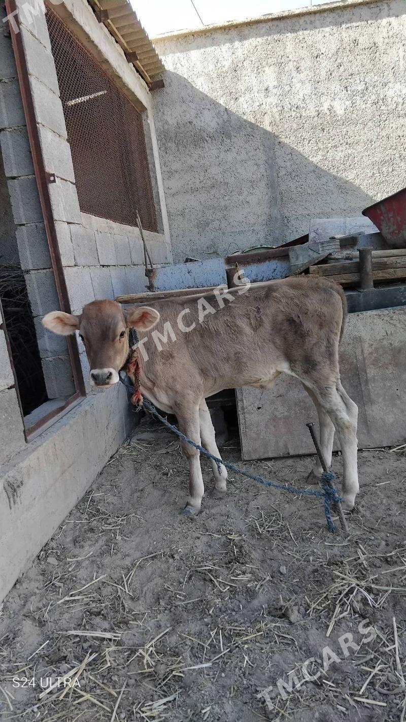 Şwes gole - Ашхабад - img 2