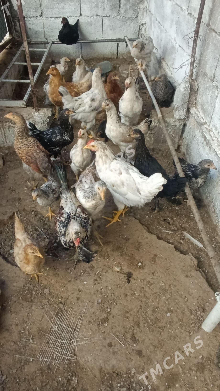 Taskent Balgar Blu Brama - Çoganly - img 2