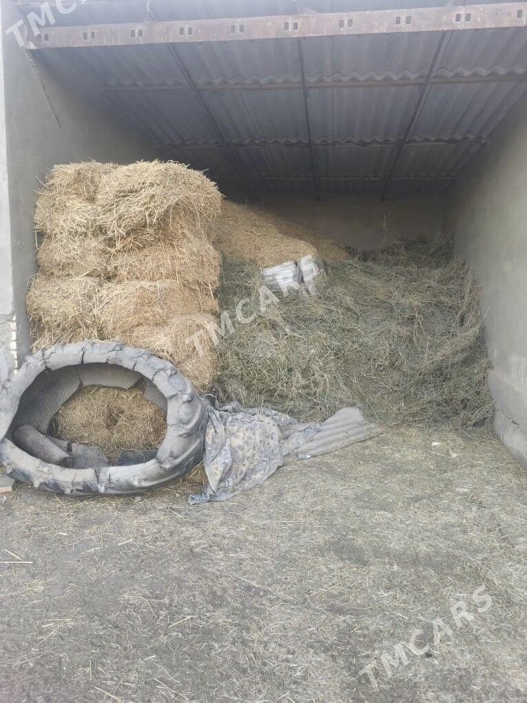 saman kip yorunja baram bar şo - Сакарчага - img 2