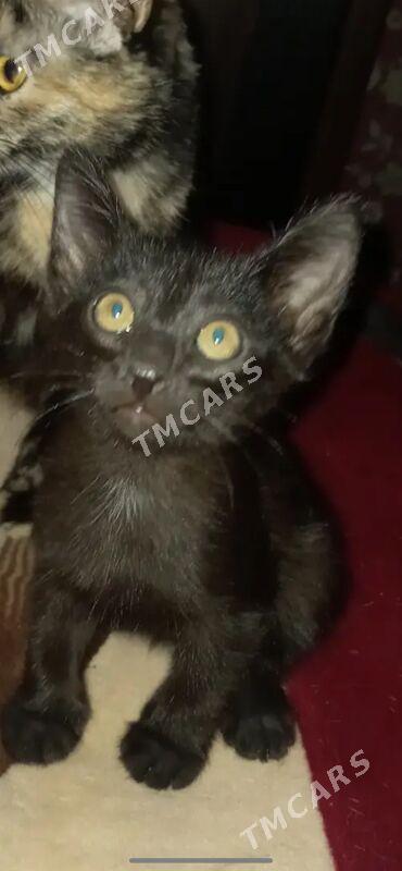 Котята - Туркменбаши - img 3