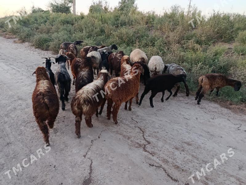 Goyun Geci Satylyar - Daşoguz - img 2