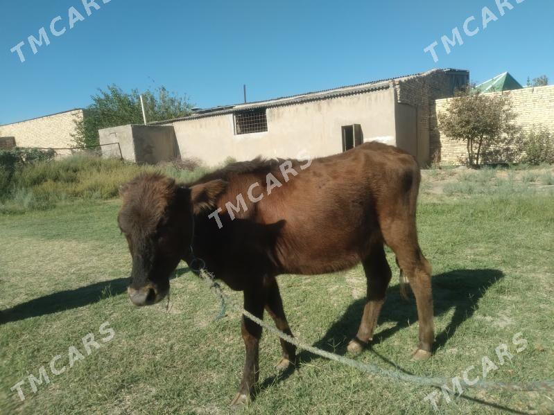 unajyn - Türkmenabat - img 2
