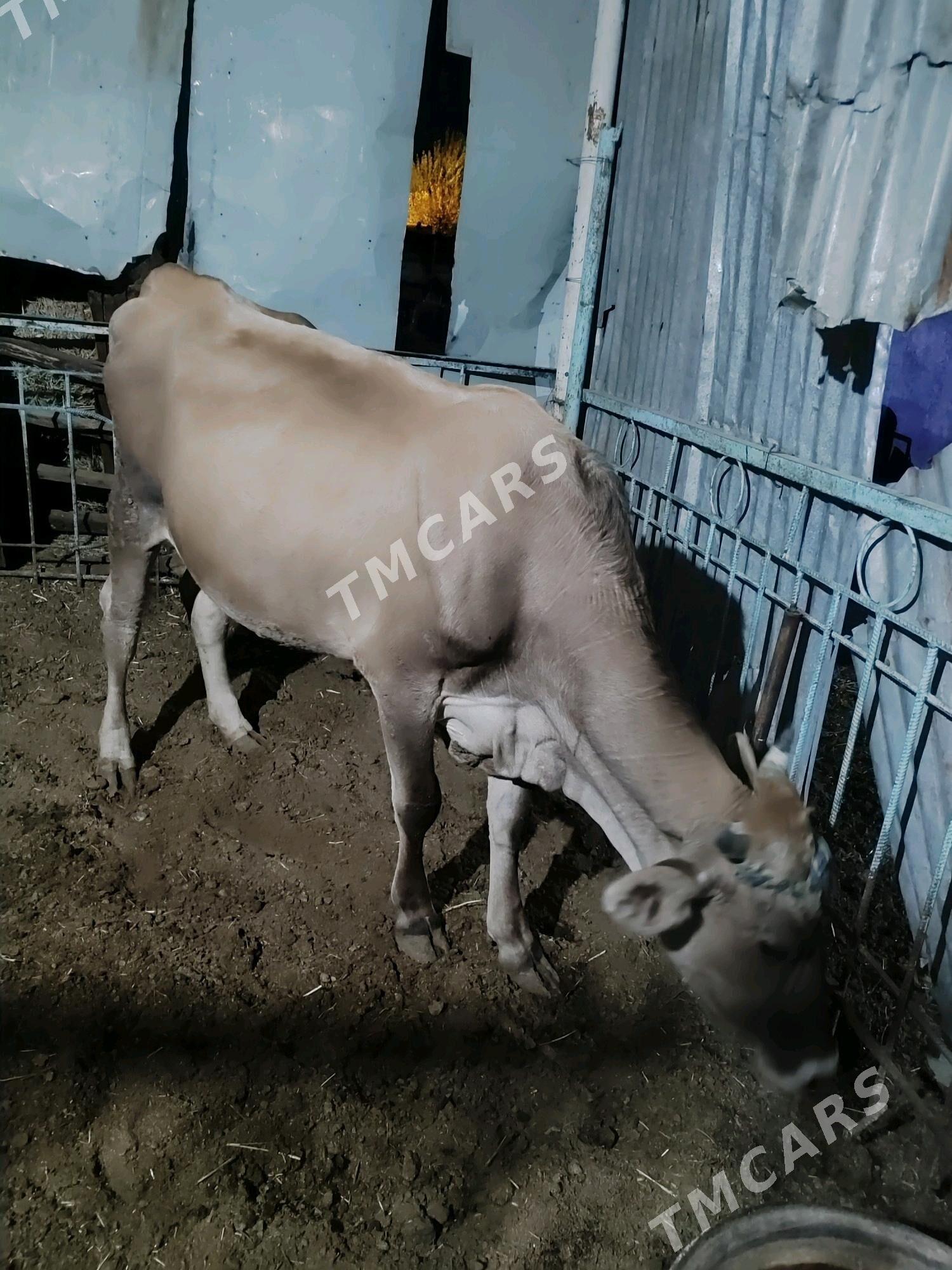 Tuwe swes - Bäherden - img 1